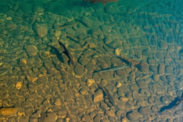 Native fish swimming in crystal clear Mongolian river